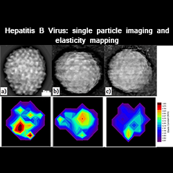 in situ AFM imaging, sub-nanometer, Hepatitis B virus, HBV, VLP, RNA incorporated virus-like particles, Gold Nanoparticle incorporated virus-like particles, single particle elasticity mapping