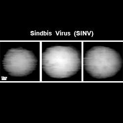 in situ AFM imaging, Sindbis virus (SINV), Fluorescent proteins (FPs), SINV-apple, SINV-venus