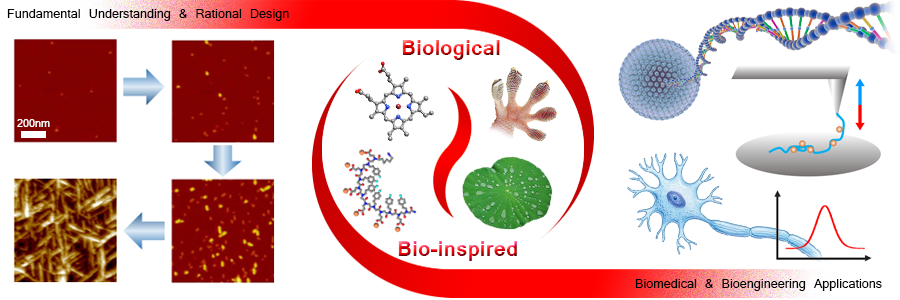 We seek fundamental understandings of biological materials, propose rational design, and make better bio-inspired materials, for biomedical and bioengineering applications