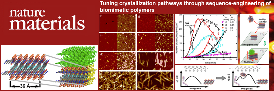 Our article, Tuning crystallization pathways through sequence-engineering of biomimetic polymers, was accepted by 
Nature Materials