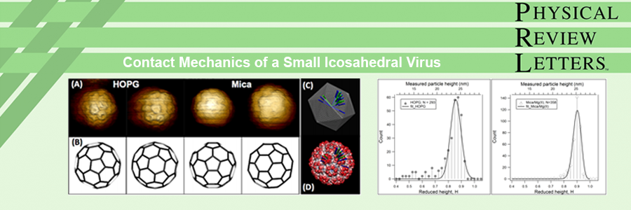 Our article, Contact Mechanics of a Small Icosahedral Virus, was published in Physical Review Letters